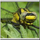 Gomphus vulgatissimus - Gemeine Keiljungfer jung 05.jpg